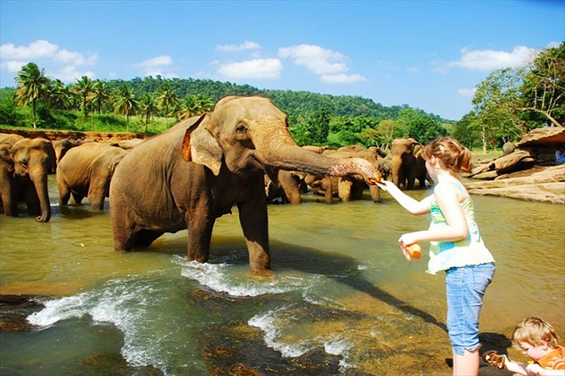 Pinnewala Elephant Sanctuary
